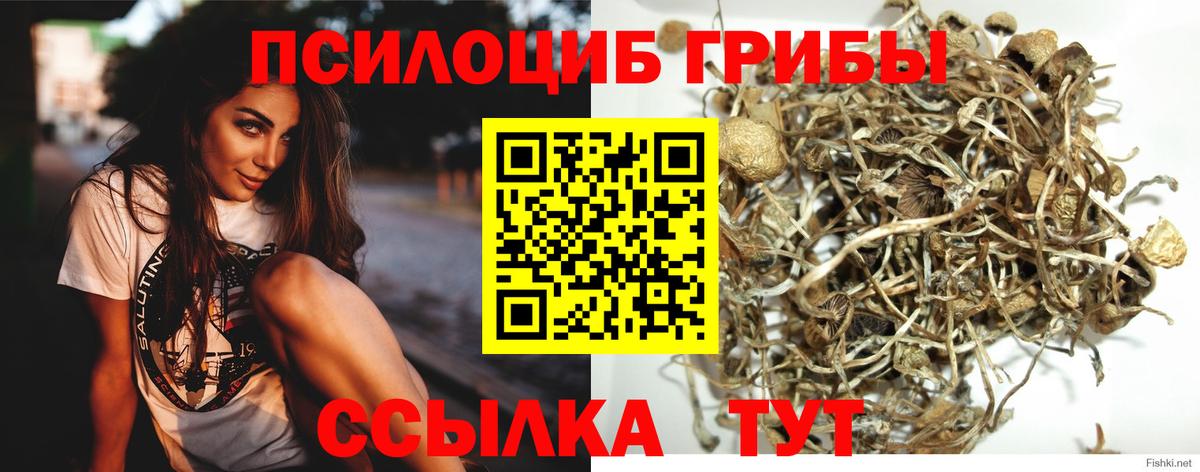 Псилоцибиновые грибы Psilocybe Старая Русса